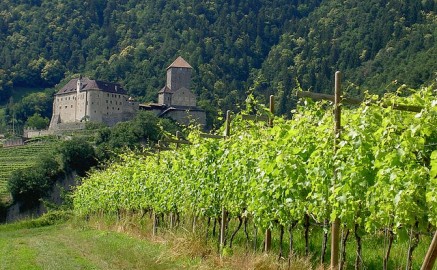 Vineyard and old fortress in South Tyrol