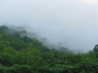 Panama jungle view 