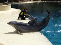 Dolphin at Siegfried & Roy's