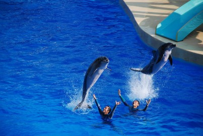 Dolphin Show at the Ocean Park 