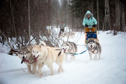 Dog sledding in Canada