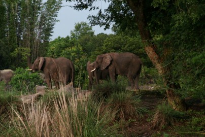 Elefants at the Animal Kingdom of Disney World Orlando