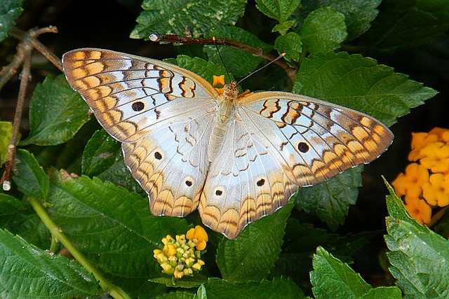 The White Peacock, one of Jamaica's butterflies ©Dave Wendelken/