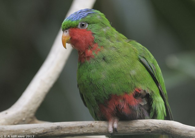 The blue crowned lory, a common bird specie that is widespread throughout Tonga ©Alan Hill/flickr