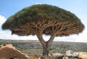 Dragon Tree in Socotra