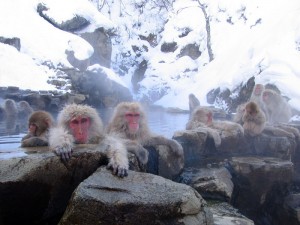 jigokudani hot springs