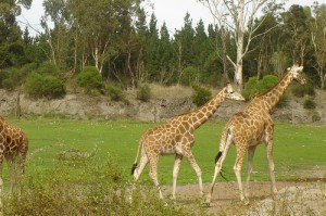 orana wildlife park new zealand