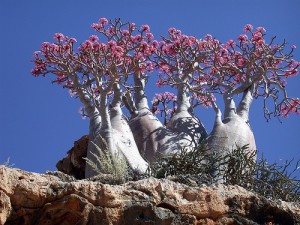 Socotra vegetation